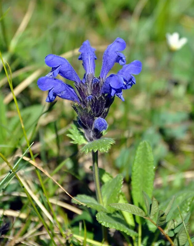 Крутосеря трава фото Dracocephalum grandiflorum - Изображение особи - Плантариум