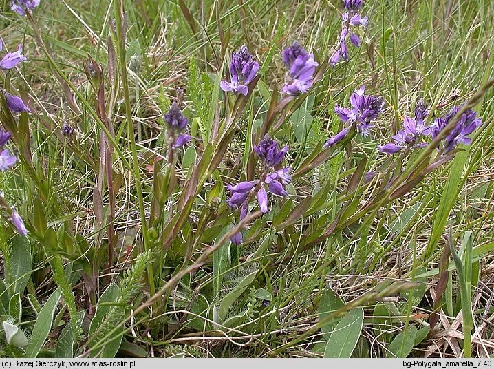 Крутосеря трава фото Polygala amarella (krzyżownica gorzkawa)