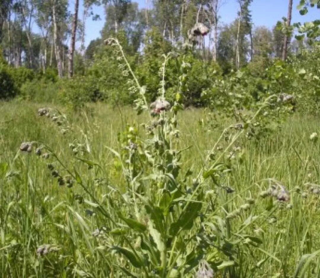 Крутосеря трава фото Чернокорень лекарственный (куриная слепота) / Herba Cynoglossi officinalis Лекар