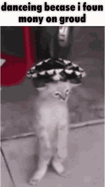 Крутой кот который танцует шевелящиеся картинки фото Dancing Cat Mexican Cat GIF - Dancing Cat Mexican Cat Danceing Becase I Foun Mon
