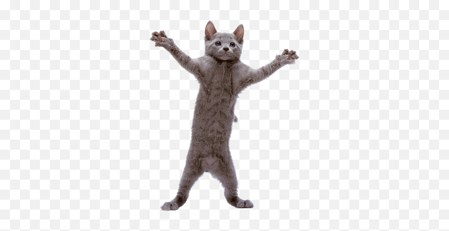 Крутой кот который танцует шевелящиеся картинки фото Catsticker - Teh Kewlist Adhesiv Cats On Teh Charolotteu0027s Web Cat Funny Anim