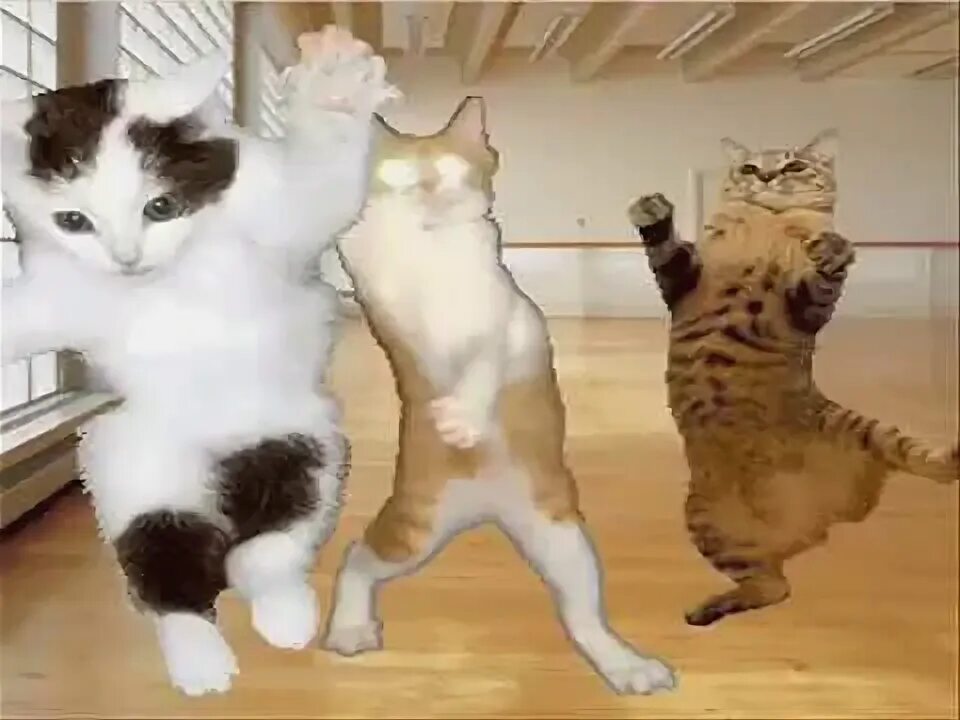 Крутой кот который танцует шевелящиеся картинки фото Dancing video - YouTube