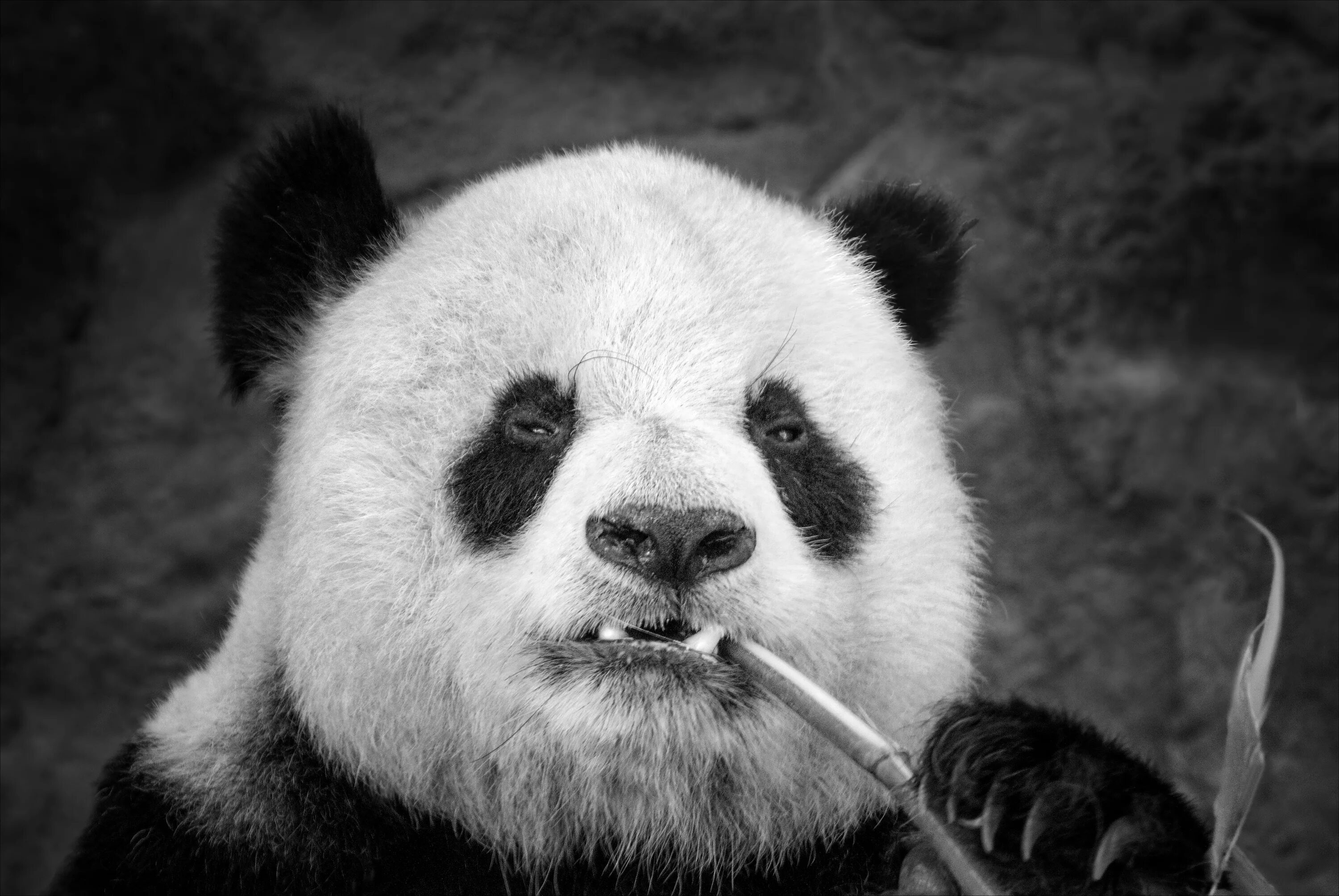 Крутой панда фото Panda eating bamboo hd wallpaper 5143x3442 Gludy