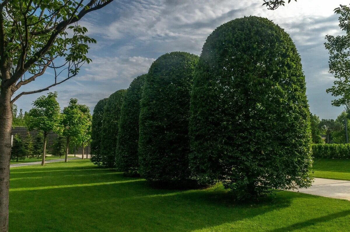 Крутой парк просп мира 43 фото Классно парка