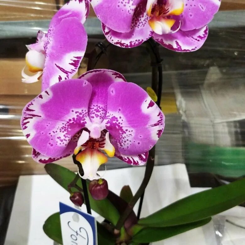 Кружева виктории орхидея фото Орхидея фаленопсис фонтан Виктория - купить в Красногорске, цена 1 500 руб., про