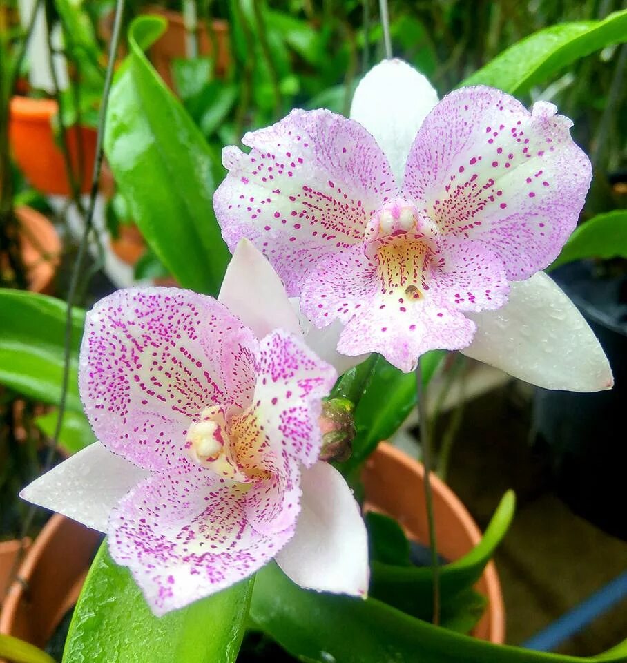 Кружева виктории орхидея фото Diacattleya Chantilly Lace Passiflora.ru - Сервис коллективных заказов