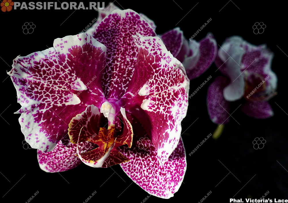 Кружева виктории орхидея фото P. Victoria lace Passiflora.ru - Сервис коллективных заказов