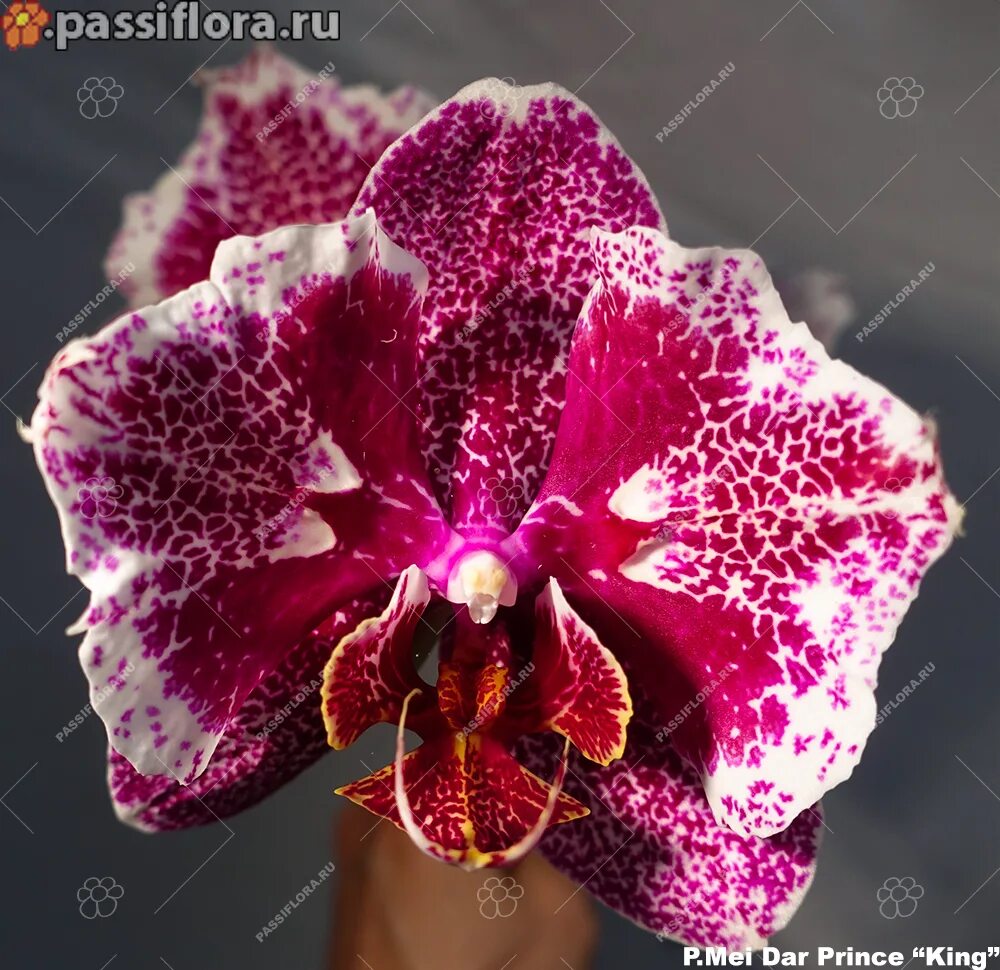Кружева виктории орхидея фото Phal. Victoria`s lace 1.7 предзаказ 2021 год Passiflora.ru - Сервис коллективных