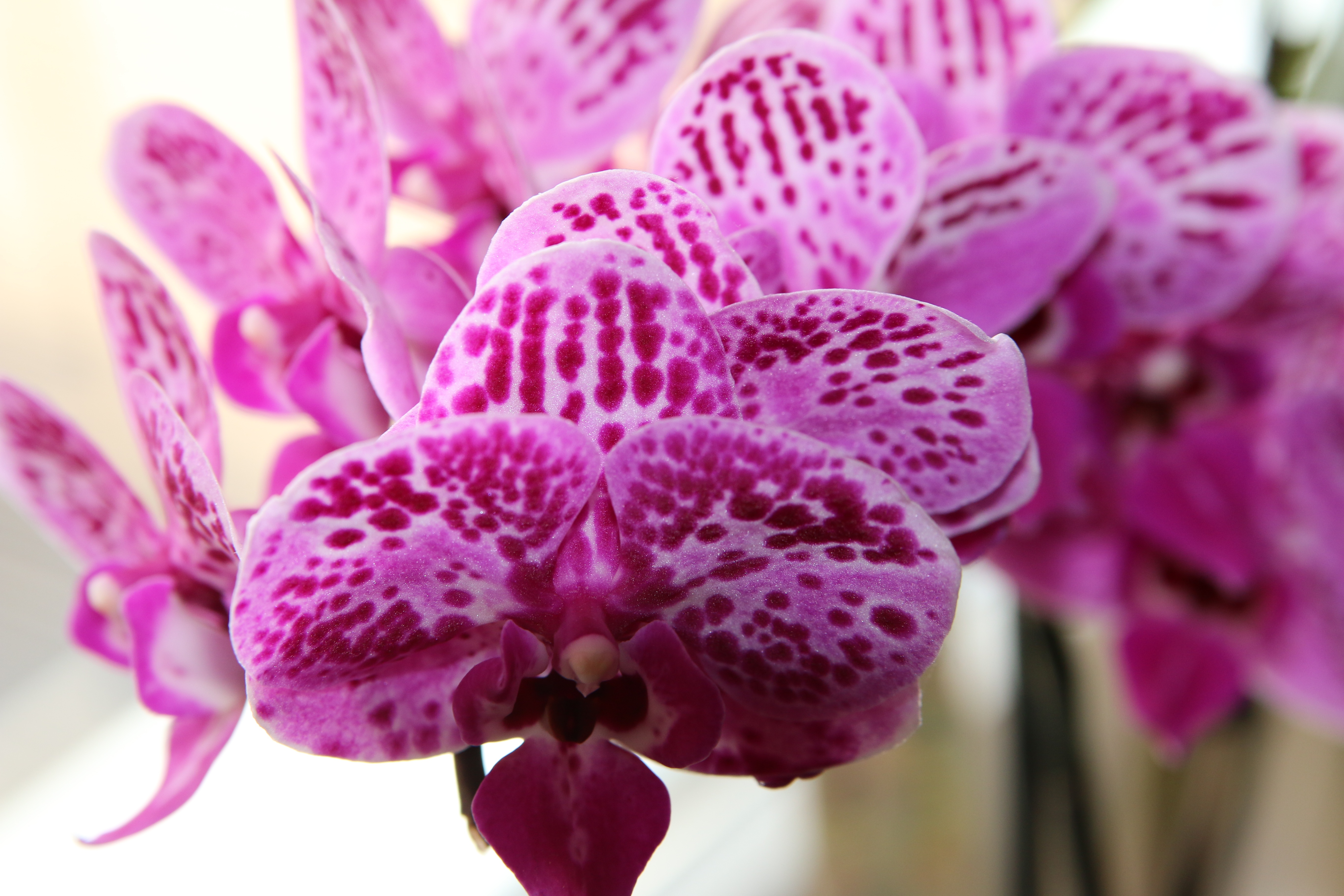 Кружева виктории орхидея фото Pink spotted orchid close-up free image download