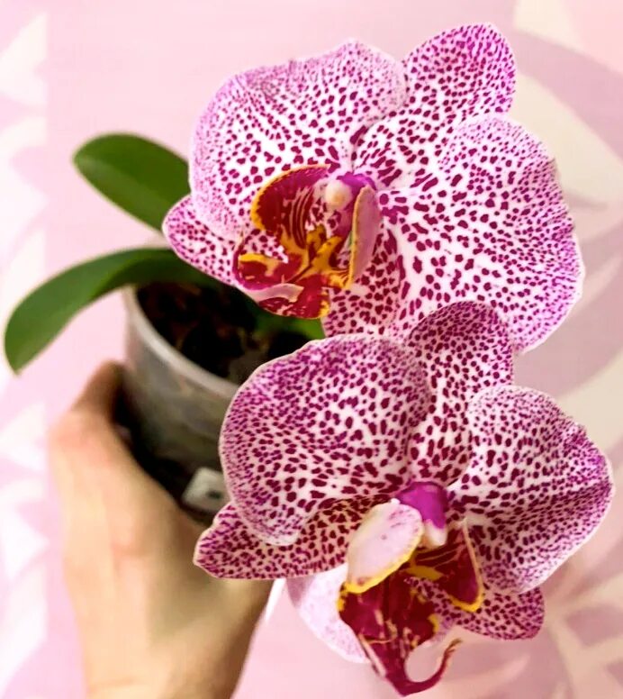 Кружева виктории орхидея фото P. Leopard PRINCE. Sogo-2 Passiflora.ru - Сервис коллективных заказов