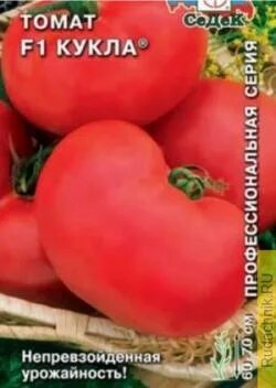 Кукла сорт помидор фото Помидоры сортов "Уникальный Кульчицкого" и "Кукла" обсуждение