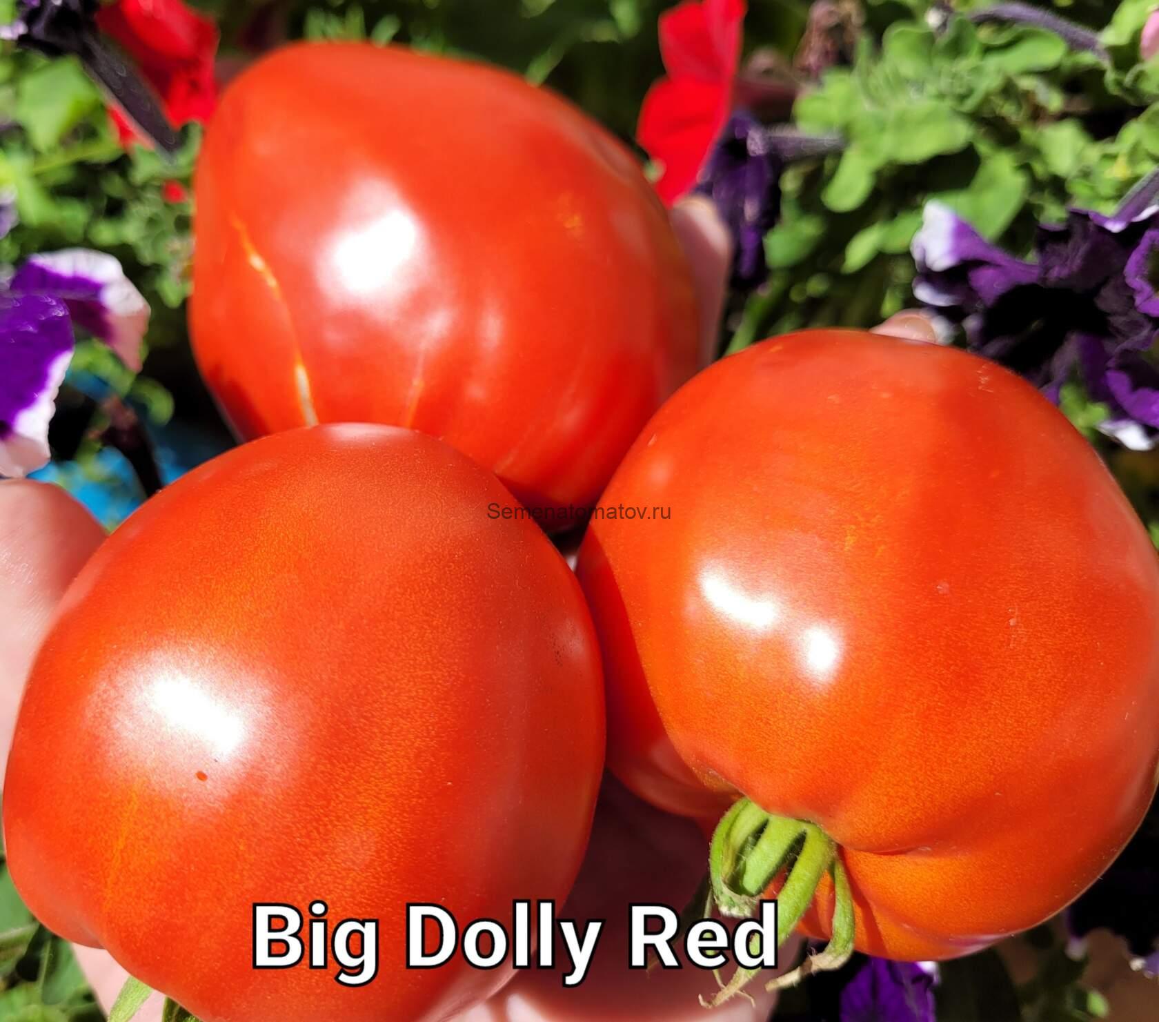 Кукла сорт помидор фото Big Dolly Red—Большая Красная Кукла - Семена Томатов