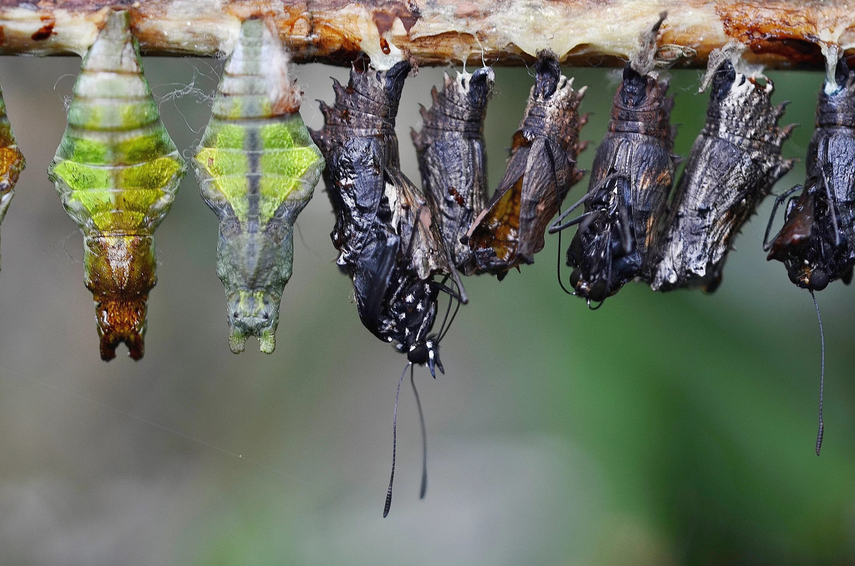 Куколка бабочки фото Free Images : nature, leaf, green, butterfly, fauna, invertebrate, close up, pap
