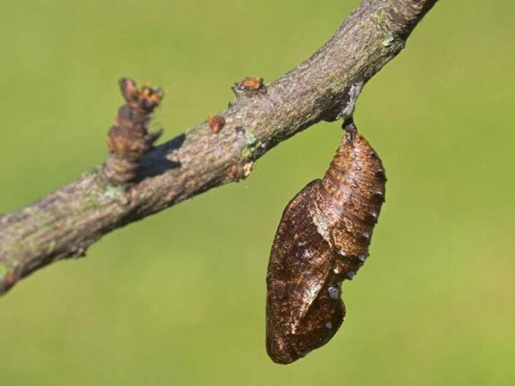 Куколка бабочки фото High Brown Fritillary (pupa) Beautiful butterflies, Butterfly conservation, Bee 