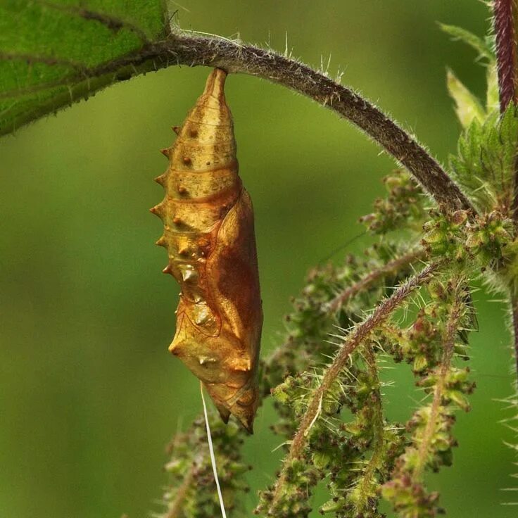 Куколка бабочки фото TrekNature Peacock Butterfly Chrysalis Photo Butterfly chrysalis, Peacock butter