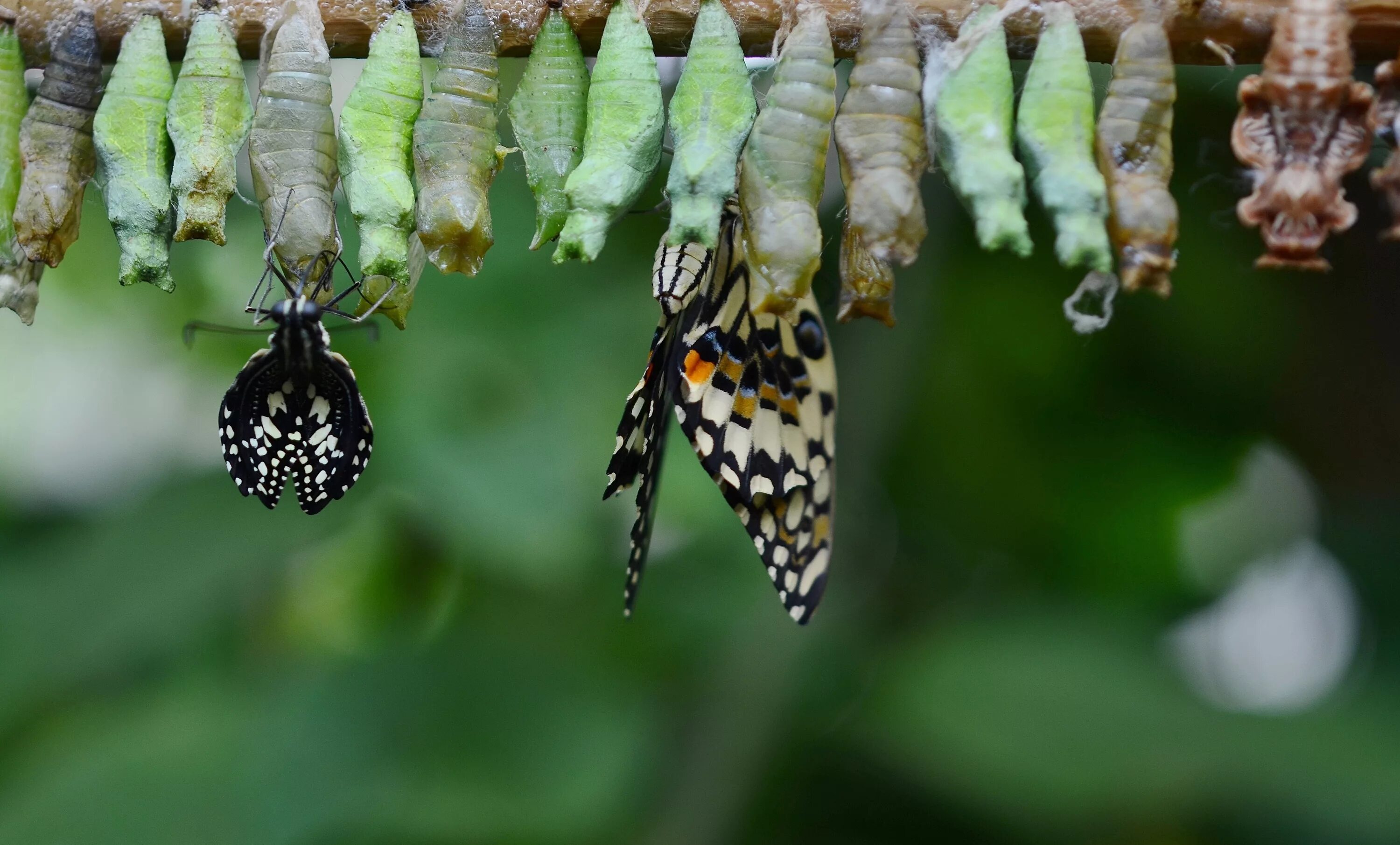 Куколка бабочки фото Free Images : nature, wing, leaf, flower, animal, wildlife, green, insect, botan
