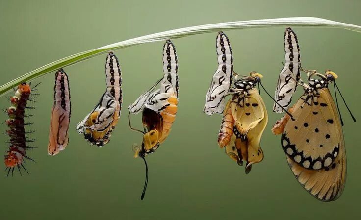 Куколка бабочки фото Животный мир в фотографиях Butterfly metamorphosis, Metamorphosis art, Metamorph
