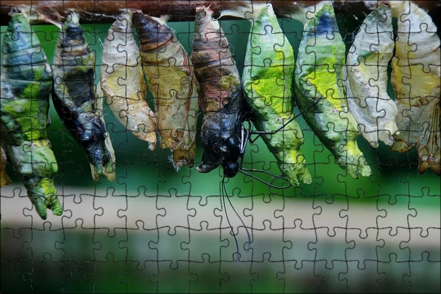 Куколка бабочки фото Магнитный пазл 27x18см."Кокон, бабочка куколка, жук" на холодильник - купить с д