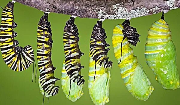 Куколка бабочки фото Pin by SriG Speaks on Facts Life cycles, Butterfly life cycle, First grade scien