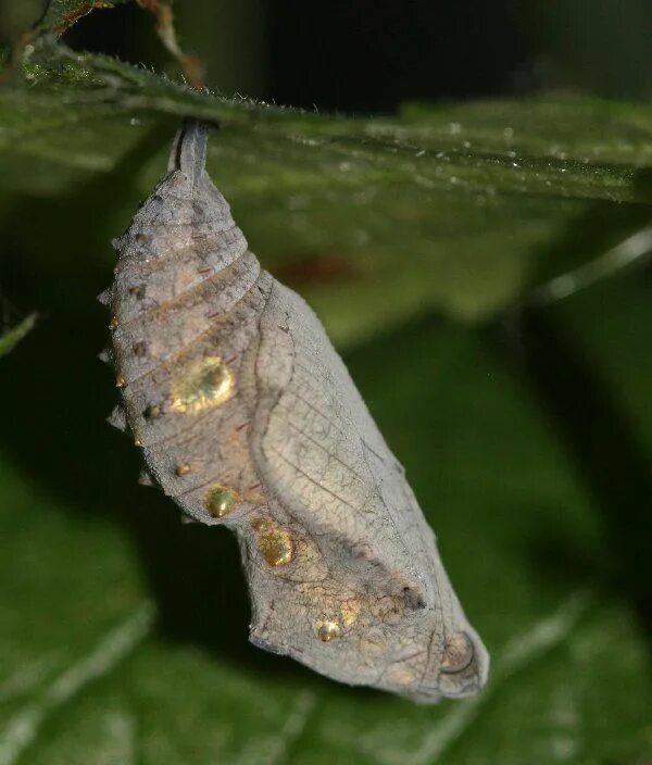 Куколка бабочки фото Stunning Red Admiral Chrysalis Resembles a Golden-Flecked Leaf