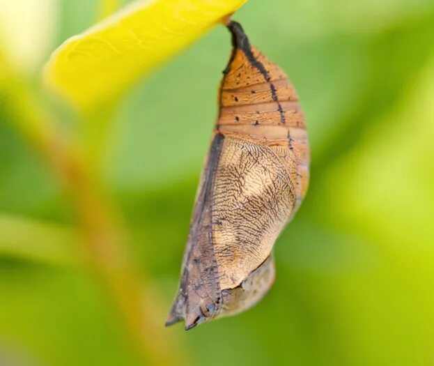 Куколка бабочки фото Cocoon For A Butterfly Cheap Sale bellady.by