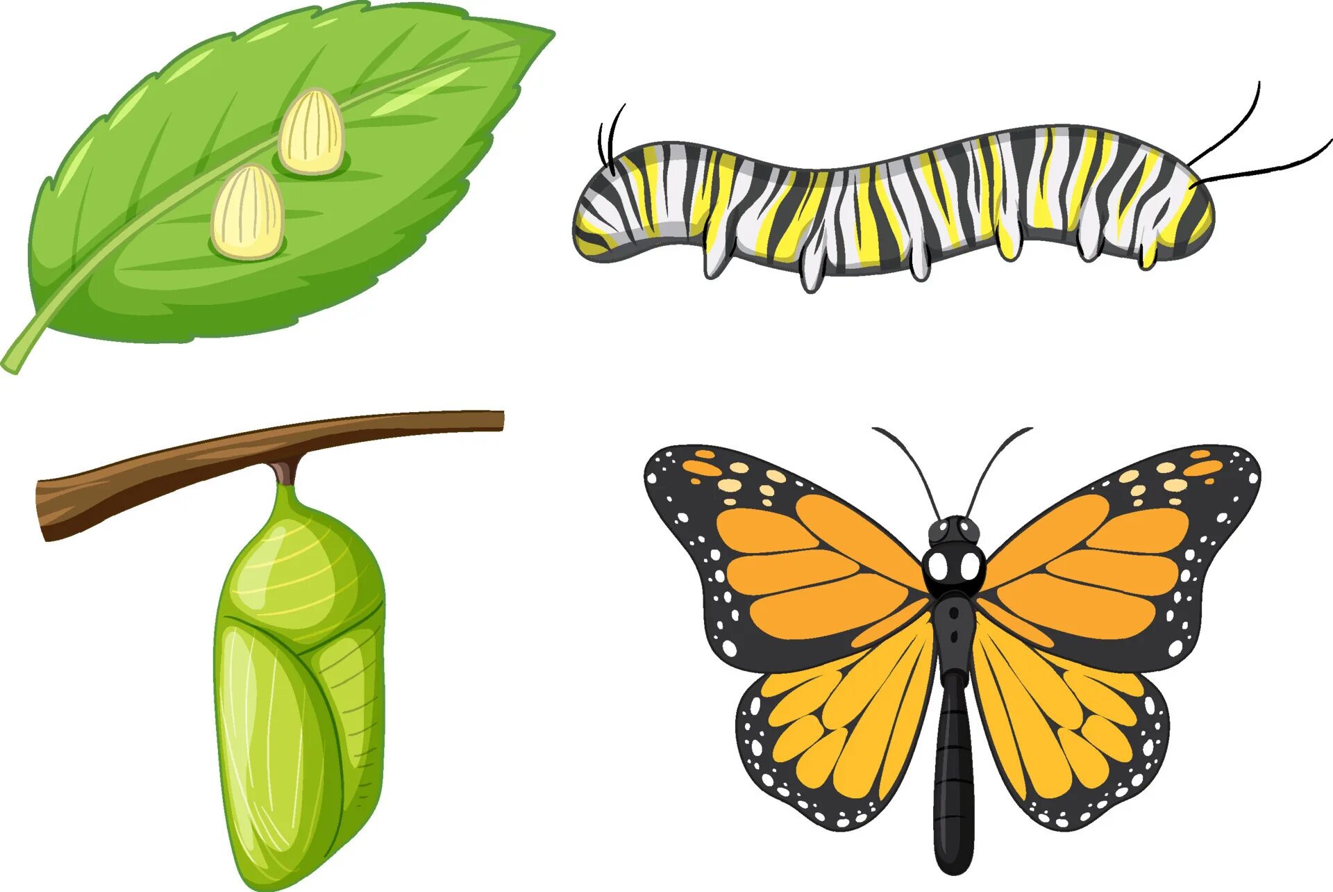 Куколка бабочки фото для детей Life Cycle of Monarch Butterfly 8137740 Vector Art at Vecteezy