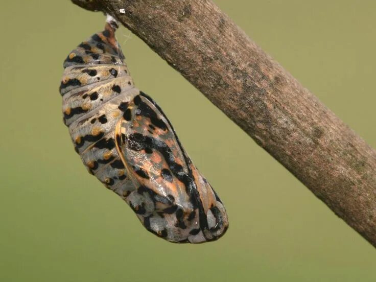 Куколка бабочки фото для детей Marsh Fritillary (pupa) Animal of scotland, Life cycles, Butterfly