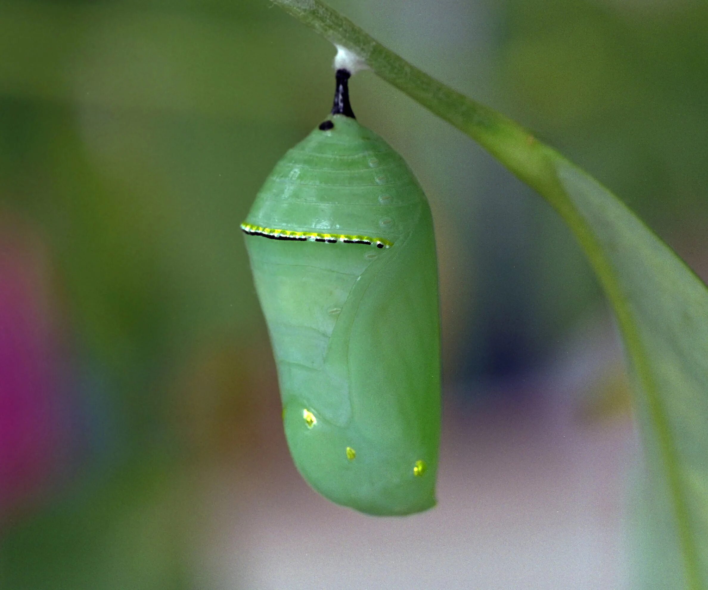 Куколка бабочки фото для детей Monarch Butterfly Populations In the West Are Down an Order of Magnitude - Slash