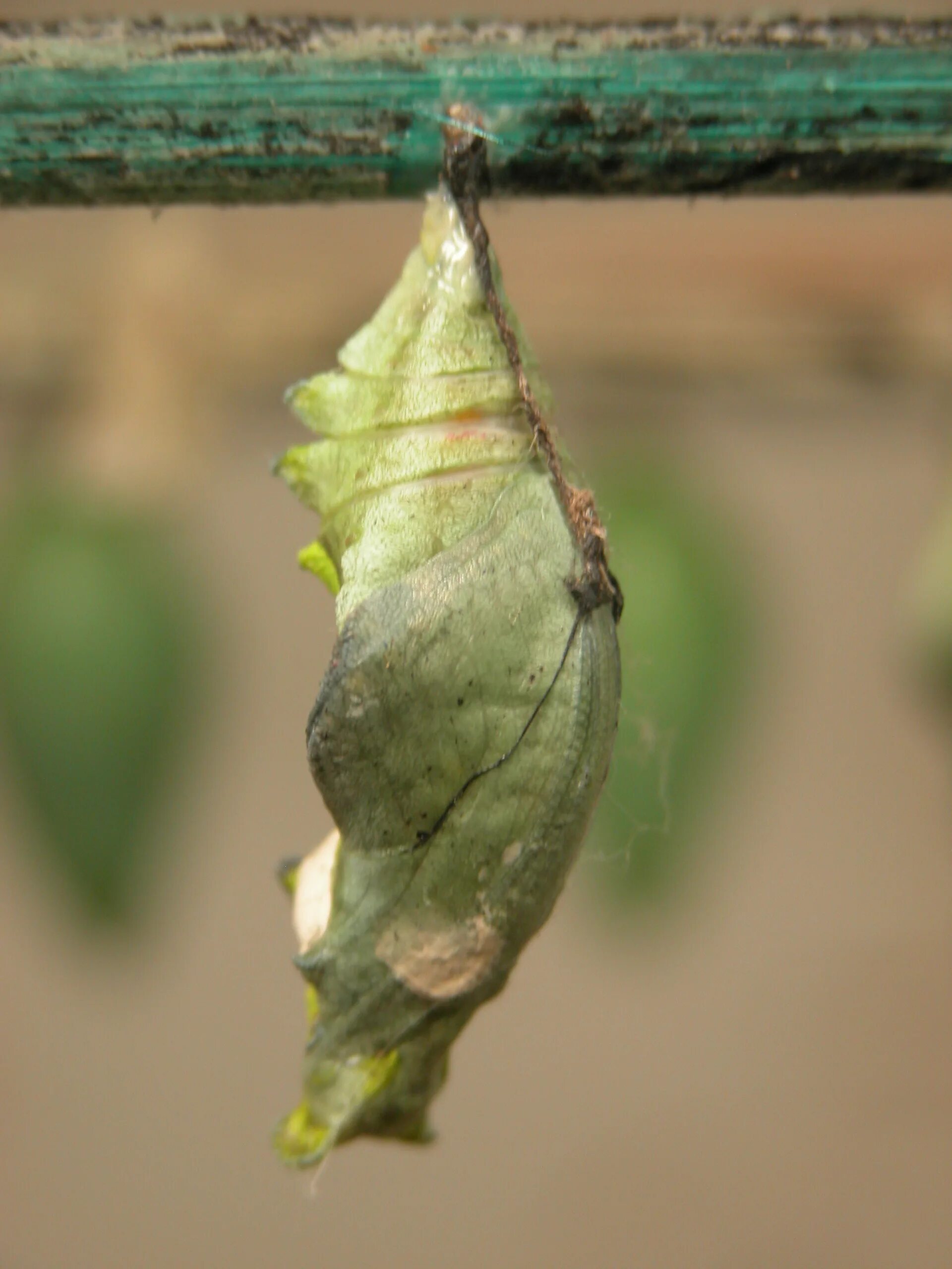 Куколка бабочки фото для детей Image*After : photos : nature animals insects butterfly puppa green caterpillar 