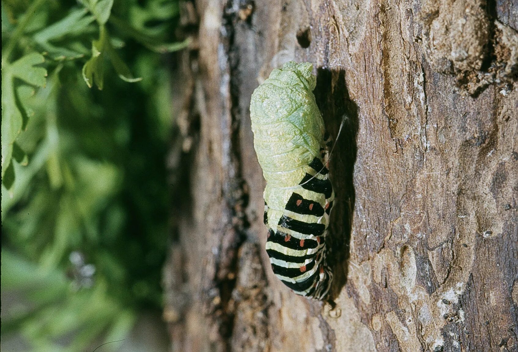 Куколка бабочки фото для детей File:04 Métamorphose chenille Machaon.jpg - Wikipedia