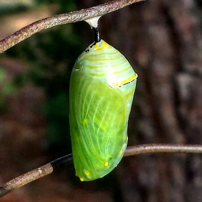 Куколка бабочки фото для детей Monarch butterfly pupa Butterfly pupa, Stages of a butterfly, Mother nature