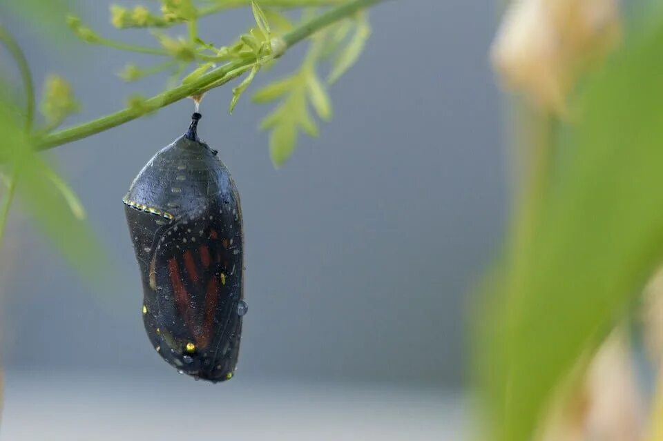 Куколка бабочки фото для детей Monarch Butterfly Facts - Learn About Nature