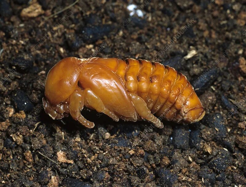 Куколка майского жука фото как выглядит Rhinoceros beetle pupa - Stock Image - Z330/0695 - Science Photo Library