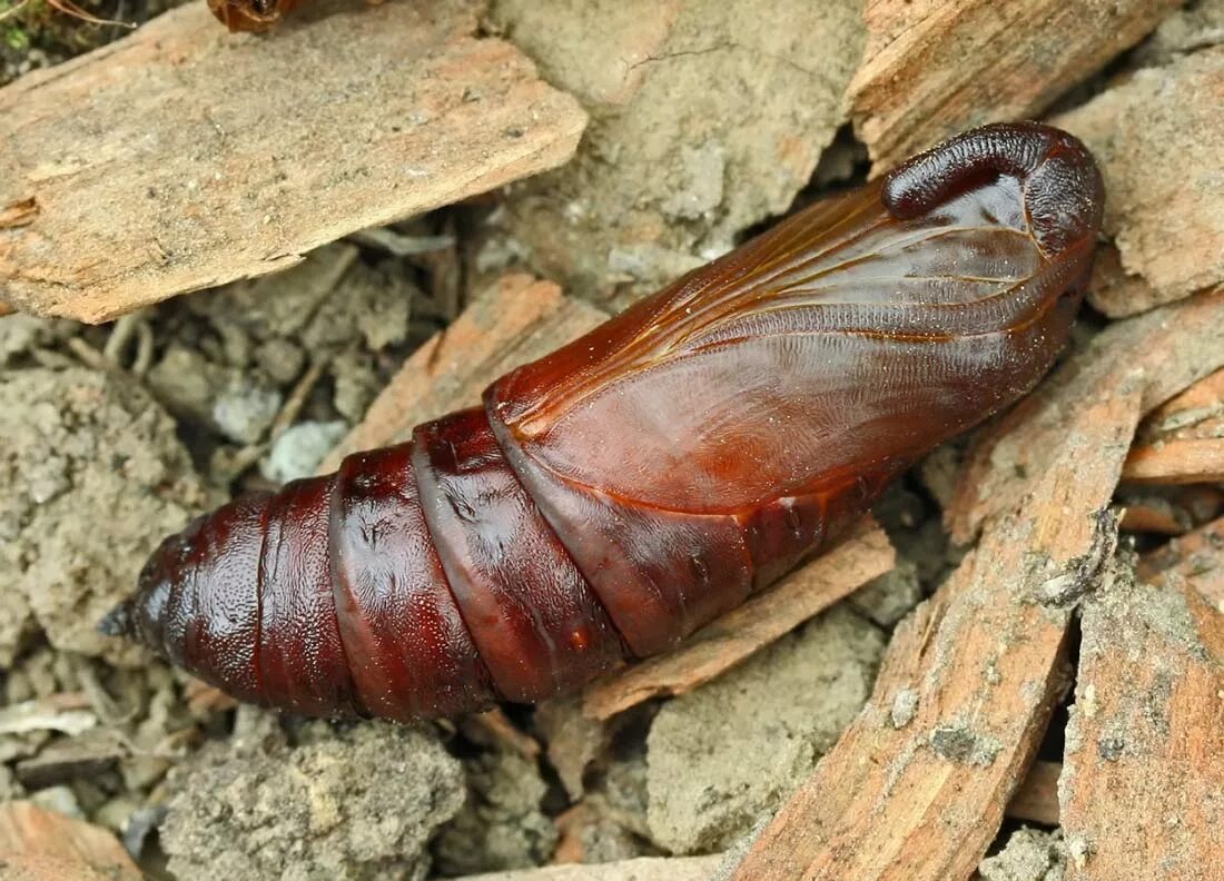 Куколка майского жука фото как выглядит File:Sphinx ligustri pupating3.jpg - Wikipedia