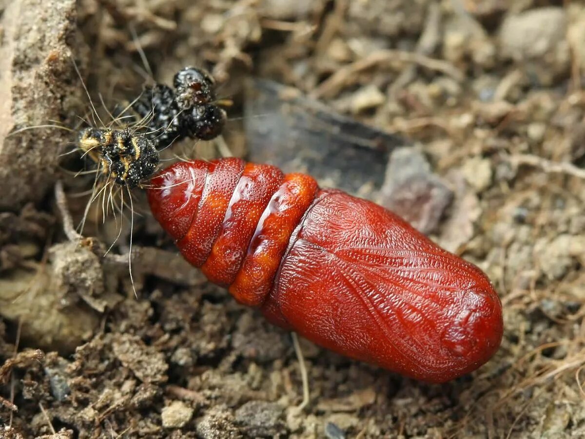 Куколка майского жука фото как выглядит File:Tyria jacobaeae pupa.jpg - Simple English Wikipedia, the free encyclopedia