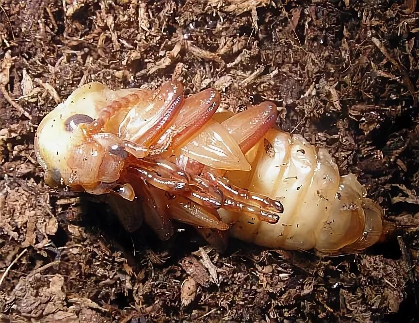Куколка жука фото Exarate Pupa