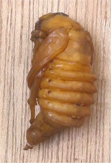 Куколка жука фото File:Meikever pop zijkant (Melolontha melolontha).jpg - Wikimedia Commons