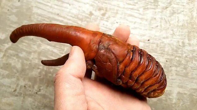 Куколка жука фото Hercules beetle pupa caught inside its 'alien-like' cocoon Beetle, Hercules, Cat