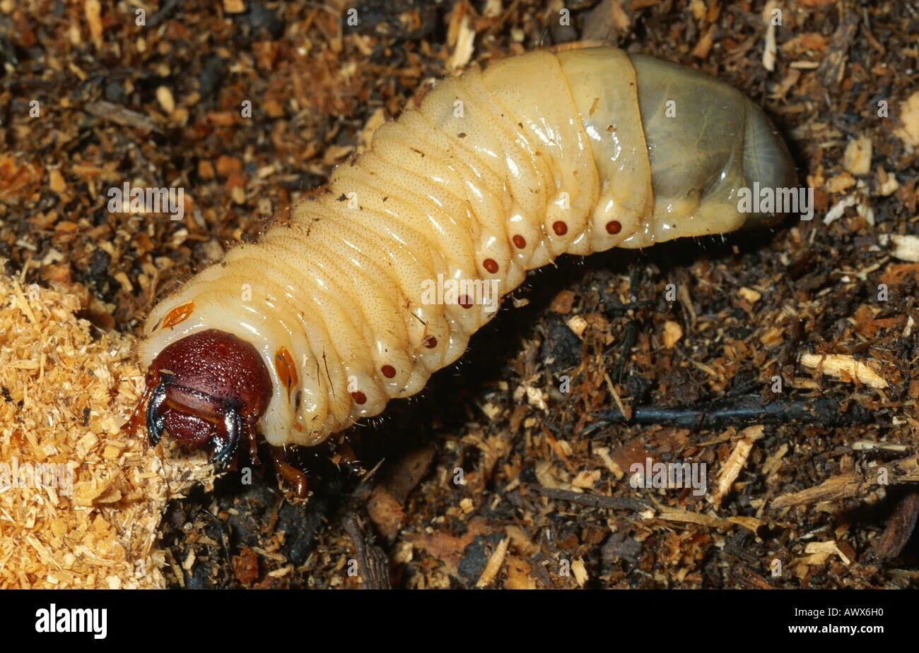 Куколка жука носорога фото Dung beetle larvae hi-res stock photography and images - Alamy