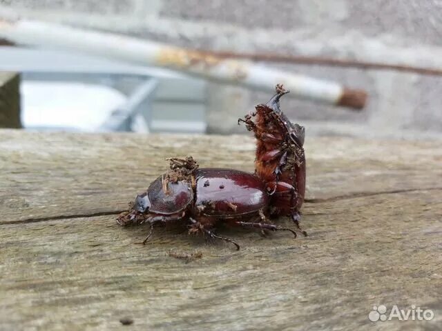 Куколка жука носорога фото Жук носорог личинка купить в Агое Животные и зоотовары Авито
