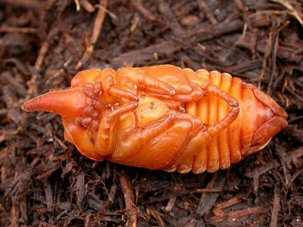 Куколка жука носорога фото Comrades ! I broke the cradle of a rhino beetle pupa. What to do? Bury him back 