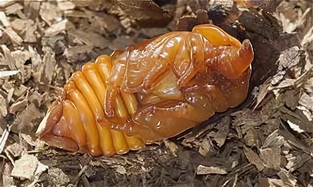 Куколка жука носорога фото Жук-носорог (Oryctes nasicornis) - Животные и природа