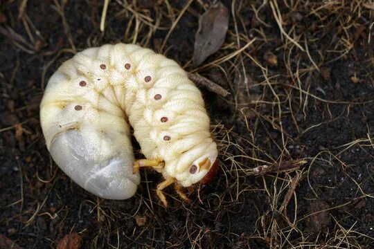 Куколка жука носорога фото Grub Изображения: просматривайте стоковые фотографии, векторные изображения и ви