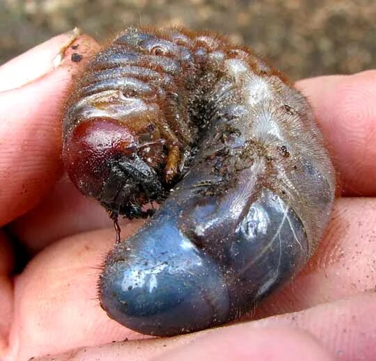 Куколка жука носорога фото Rhinoceros Caterpillar Discount inos.kz