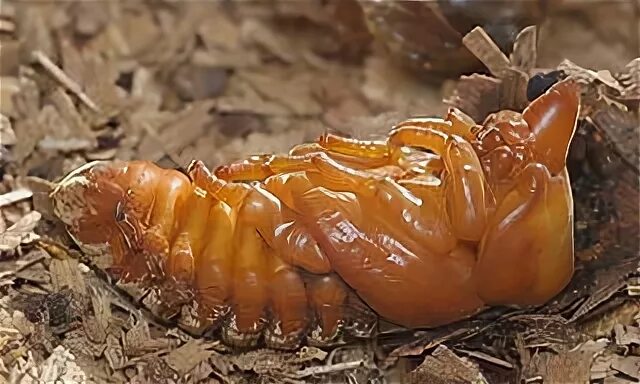 Куколка жука носорога фото Жук-носорог (Oryctes nasicornis) - Животные и природа