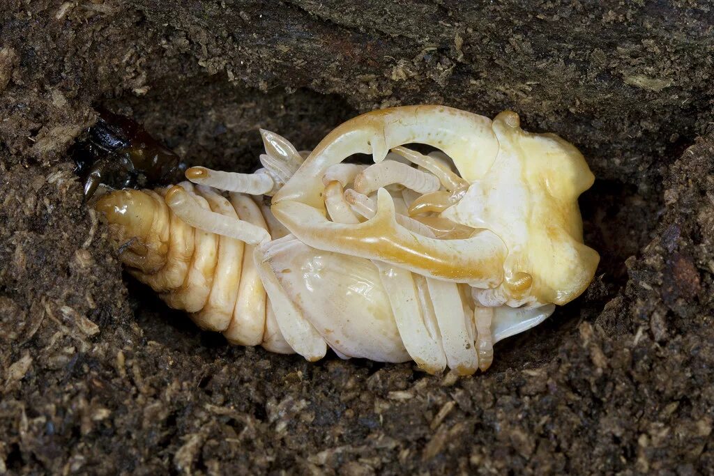 Куколка жука носорога фото Lucanus cervus pupa Gabriele Motta Flickr