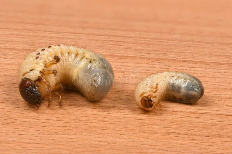Куколка жука носорога фото Two beetles of rhinoceros stock image. Image of boulder - 27856403
