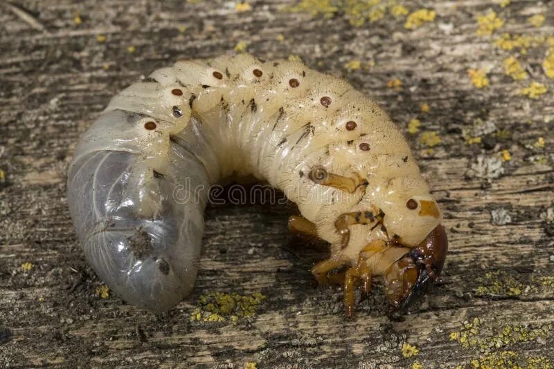 Куколка жука носорога фото The Larva Rhinoceros Beetle on Its Side. Stock Photo - Image of rhinoceros, ural
