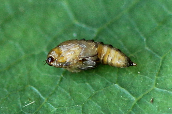 Куколка жуков фото MacroID.RU - Orchestes calceatus