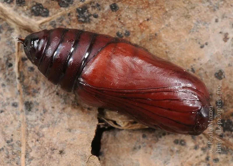 Куколка жуков фото Фото #19503: Euplagia quadripunctaria